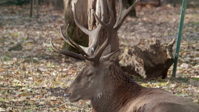 Deer close up. Animal with horns. Muzzle of a horned animal. Animal in a cage. Horned animal.