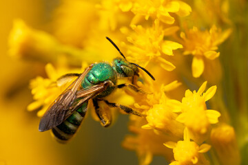 A cute little green bee—possibly a species of sweat. bee—on goldenrod flowers in Venice, Florida