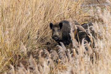 Brown boar rests in the tall grass of a rural landscape