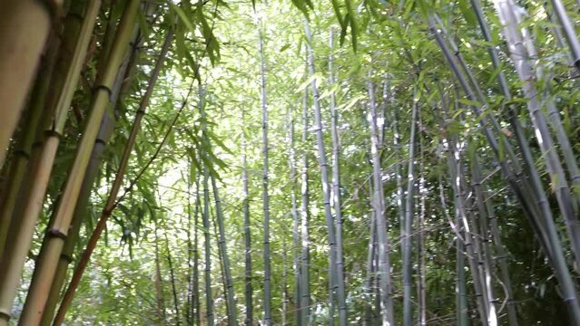 bamboos in a bamboo forest