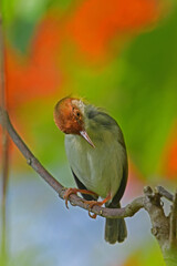 common tailorbird.