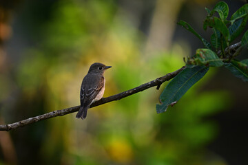 brown flycatcher.