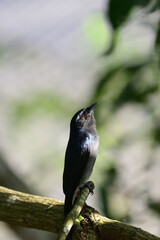 White-bellied Drongo