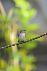 Fototapeta premium brown flycatcher.