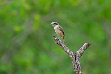 brown shrike.