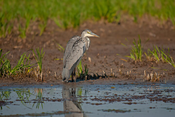Gray Heron (Ardea cinerea) resting in a wetland.