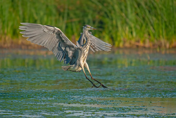 Gray Heron (Ardea cinerea) landing on the water over a wetland.
