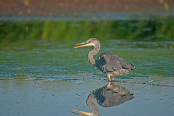 Gray Heron (Ardea cinerea) hunting fish in the water.
