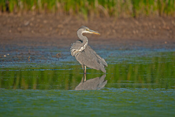 Gray Heron (Ardea cinerea) drying its wings in the sun.