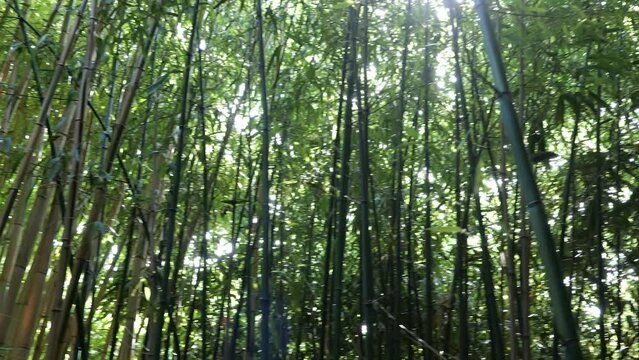 bamboos in a bamboo forest