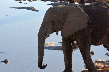 Afrikanischer Elefant am Wasserloch von Halali im Etoscha Nationalpark in Namibia.