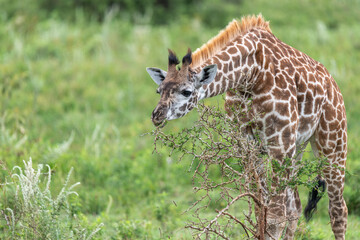 Giraffe,