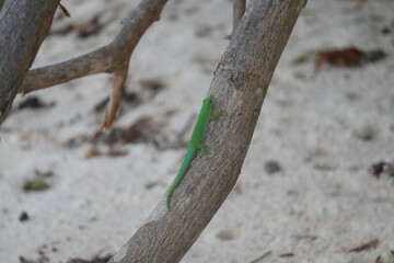 Green gecko on a branch