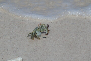 crab on the beach