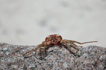 crab on a rock