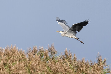 Grey heron is large gray migratory bird