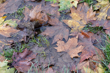 Ecology. Ecological pollution. Nature is in danger.