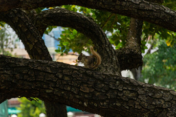 Ardilla en arbol
