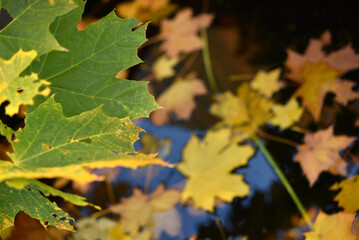Yellow maple leaves in an autumn pond. Leaves in a puddle.