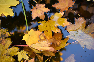 Yellow maple leaves in an autumn pond. Leaves in a puddle.
