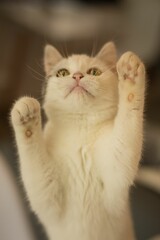Fototapeta premium Domestic cat lounging in a comfortable and inviting environment