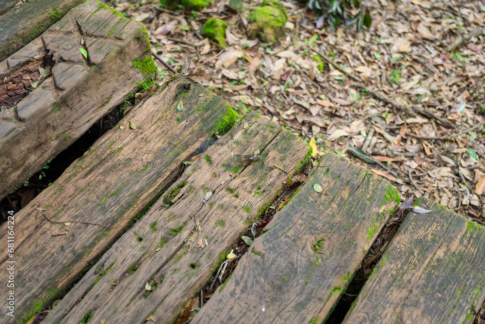 Wall mural wooden plank with moss over the hiking trail