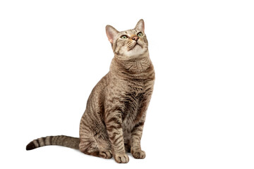 A tabby cat sits on a white background and looks upwards. isolated
