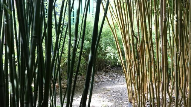 bamboos in a bamboo forest