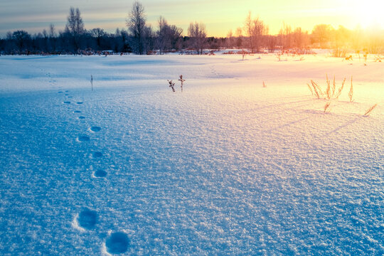 Animal tracks in snow covered field outdoors in wintertime.