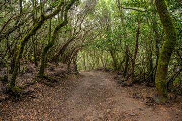 Fototapeta na wymiar Anaga rainy forest with laurel trees, Tenerife