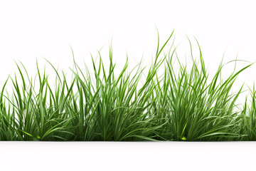Obraz premium A single 3D-illustrated wild meadow grass is prominently featured on a white backdrop.