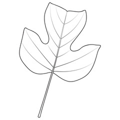 Tulip poplar or Liriodendron tulipifera leaf outline. Coloring book page, vector