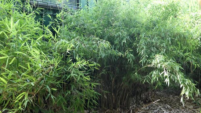 bamboos in a bamboo forest