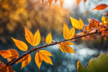 Fototapeta premium autumn leaves in the forest