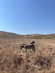 zebra in the savannah