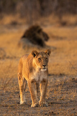 A lioness with male lion in the backgrounding Savute area of Chobe national Park