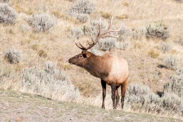 wapiti stag portrait, Mammoth Hot Springs, Yellowstone National Park, Wyoming, USA