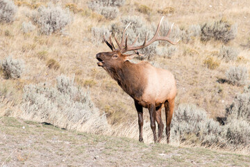 elk bull bugling in rutting season, Mammoth Hot Springs, Yellowstone National Park, Wyoming, USA