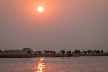 A herd of african elephants walking on the banks of the Chobe River, Botswana at sunset.