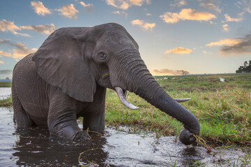 A close up of a solitary african elephant eating at waters edge Chobe River, Botswana