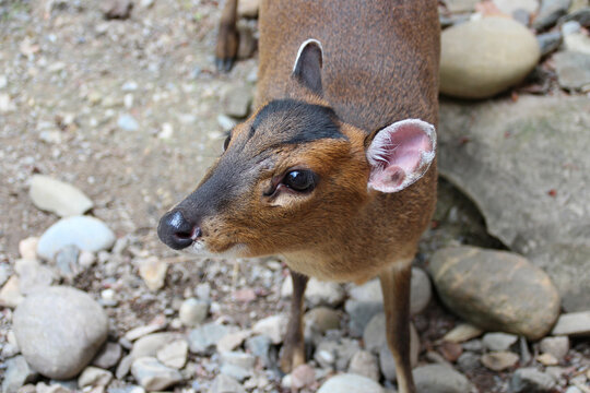 muntjac in a zoo in mulhouse in alsace in france