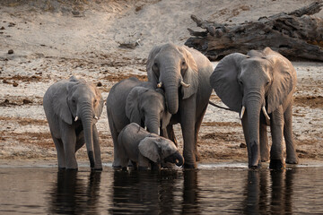 Family groping of african elephant drinking in Chobe River, Botswana.
