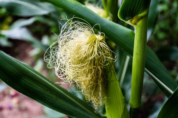 Fresh corn silk. Unripe corn cobs with corn silk.