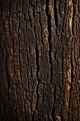 Tree texture