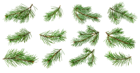 spring pine on a white isolated background