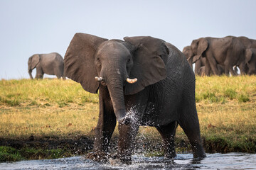 Imposing view of african elephant at waters edge of Chobe River, Botswana.