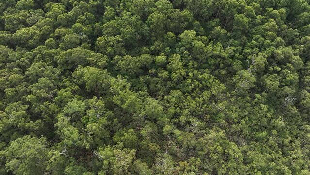 beautiful gum Trees and shrubs in the Australian bush forest. Gumtrees and native plants growing in Australia in spring