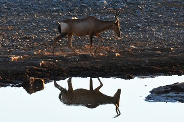 Rote Kuhantilopen (Alcelaphus caama) am Wasserloch Halali im Etoscha Nationalpark in Namibia. 