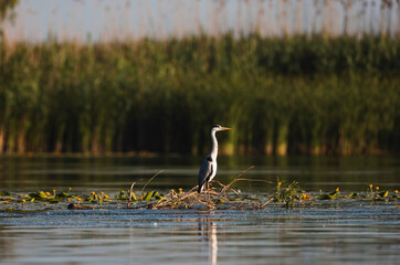 Bird on Branch Reflected in Water