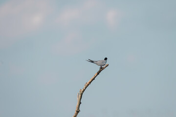 The Majestic Bird Perched Atop a Verdant Tree Branch